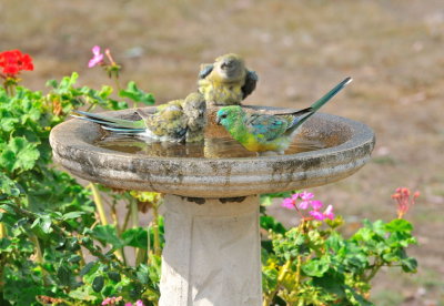 Grass Parrots - enjoying a bath as the long dry spell continues.
