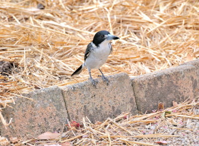 Grey Butcher Bird has returned to our yard.