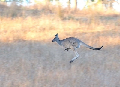 Kangaroo and Joey caught on the hop.