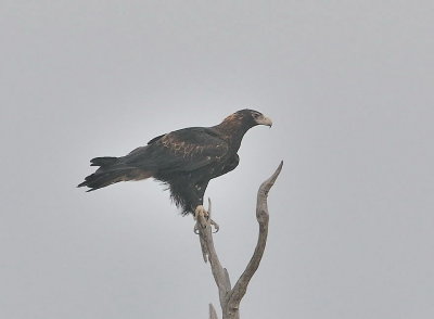 Wedge-tail Eagle - possibly a juvenile.