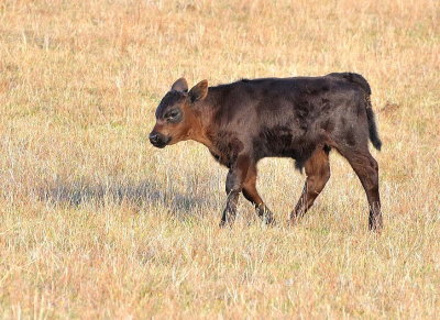 One of neighbour Christopher's new calves