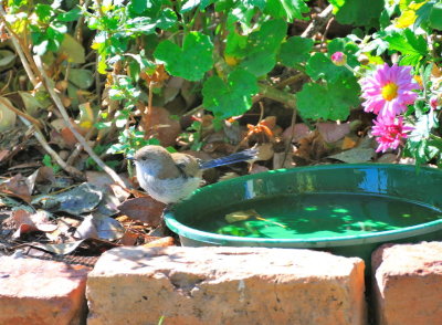 Male Blue Wren in his Winter outfit taking a bath.