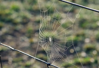 Cobweb on a lovely misty morning