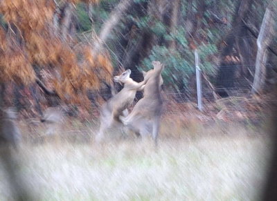 A low blow - two young bucks having a brawl.