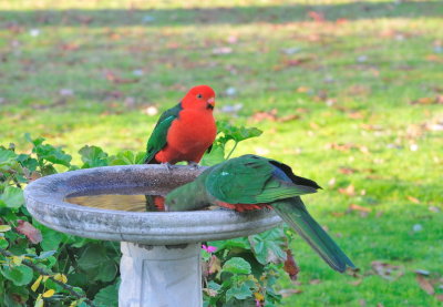 Male King Parrot with possibly a juvenile.