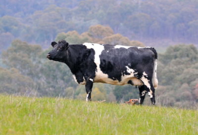 Neighbour's Friesan/Shorthorn cross cow.