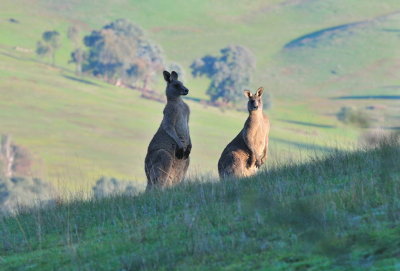 Kangaroos at the top of our hill. 