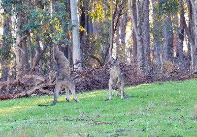 Kangaroos - I think the younger kangaroo is suitably impressed with this display of strength.