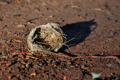 The result of strong winds a few days ago, bad timing for those preparing for Spring nesting season.