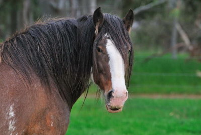 A handsome Clydesdale gentleman