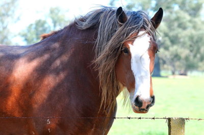 A handsome Clydesdale with a wild hairdo.