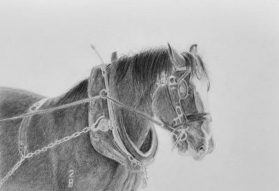 Clydesdale at Benalla  Long Rein Driving day. Graphite and Nero pencils