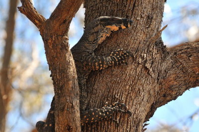 Goanna or Lace Monitor - the birds alerted me to its presence.