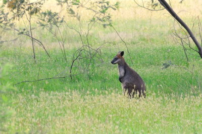 Wallaby, they're extremely shy and I very seldom see them, this one sensing something wasn't quite right. 