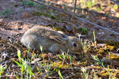 Kitten Rabbit, this little bunny froze as we walked by, about 20' away, Ace didn't even know it was there.