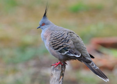This Crested Pigeon sat still enough for me to get the camera and get this shot through the window.