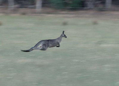 Kangaroo on the fly at full stretch.