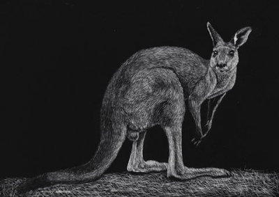 Young Kangaroo - worked on Ampersand Scratchboard with a No. 11 scalpel blade.