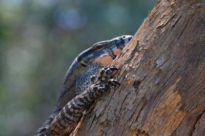 Goanna - Lace Monitor - the birds alerted us to its presence.