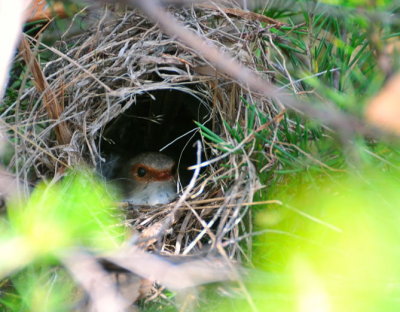 Female Blue Wren sitting on her eggs, nest is in a Grevillea shrub..