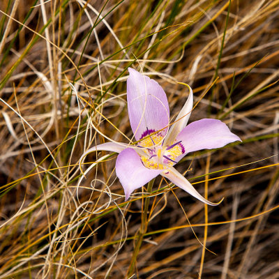Elusive Orchid in the middle of nowhere
