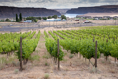 Hillside winery