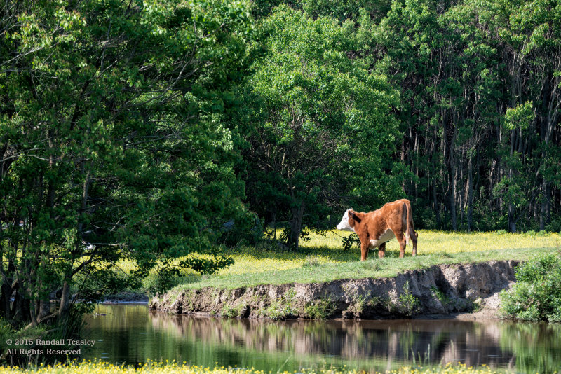 Cattle-03