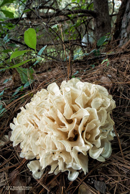 Eastern Cauliflower Mushroom (Sparassis herbstii) 2017-08-14