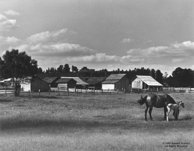 MS-Ag-Museum-Mare-and-Foal