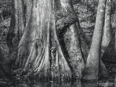 Natchez-Trace-Cypress-Swamp-2014