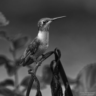 Ruby-Throated-Hummingbird-female