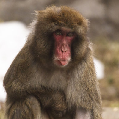 Ap-Macaque-5.jpg