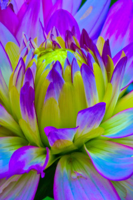 P_Fleurs7_1718_0233_DxO_DxO.jpg