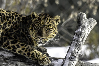 2018-02-17 Léopard de l'amour - zoo granby.jpg