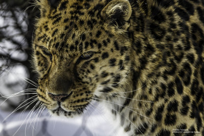 2018-02-17 Léopard de l'amour - zoo granby-2.jpg
