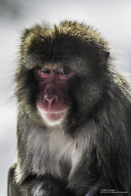 2018-02-17 Macaque Japonnais - zoo granby.jpg