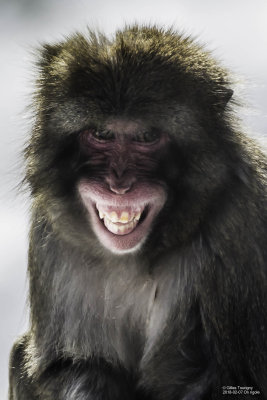 2018-02-17 Macaque Japonnais On rigole - zoo granby.jpg