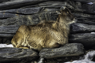 2018-02-17 Tahr de l'Himalaya - zoo granby-2.jpg