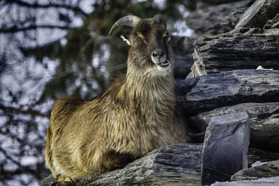 2018-02-17 Tahr de l'Himalaya - zoo granby-3.jpg