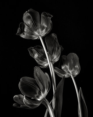 Tulipes Noires