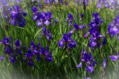 MO_IMGP2995.JPG-1-Les Iris en fleurs.jpg