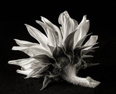 Tournesol