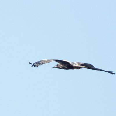 Juvenile Aegyptian Vulture