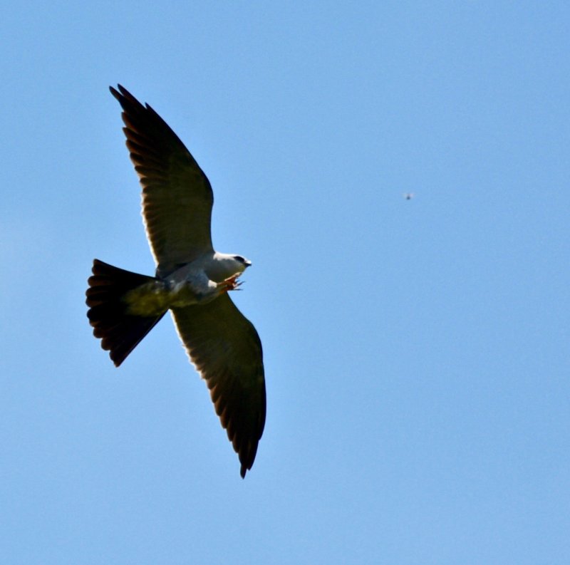 Mississippi kite eating dragon fly 