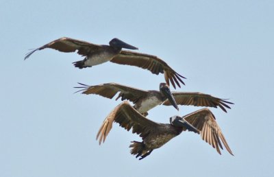 different ages of brown pelican