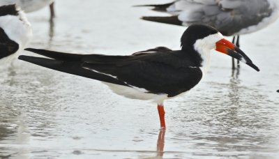 black skimmer