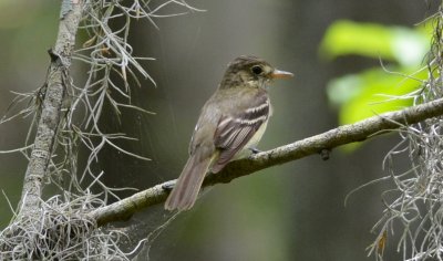 acadian flycatcher