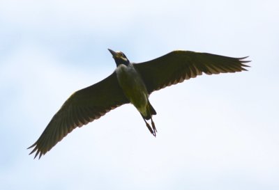 yellow-crowned night heron