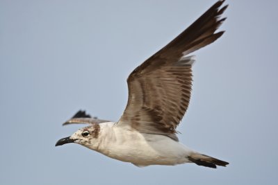 1st year laughing gull