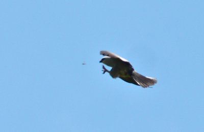 Mississippi kite catching dragon fly 